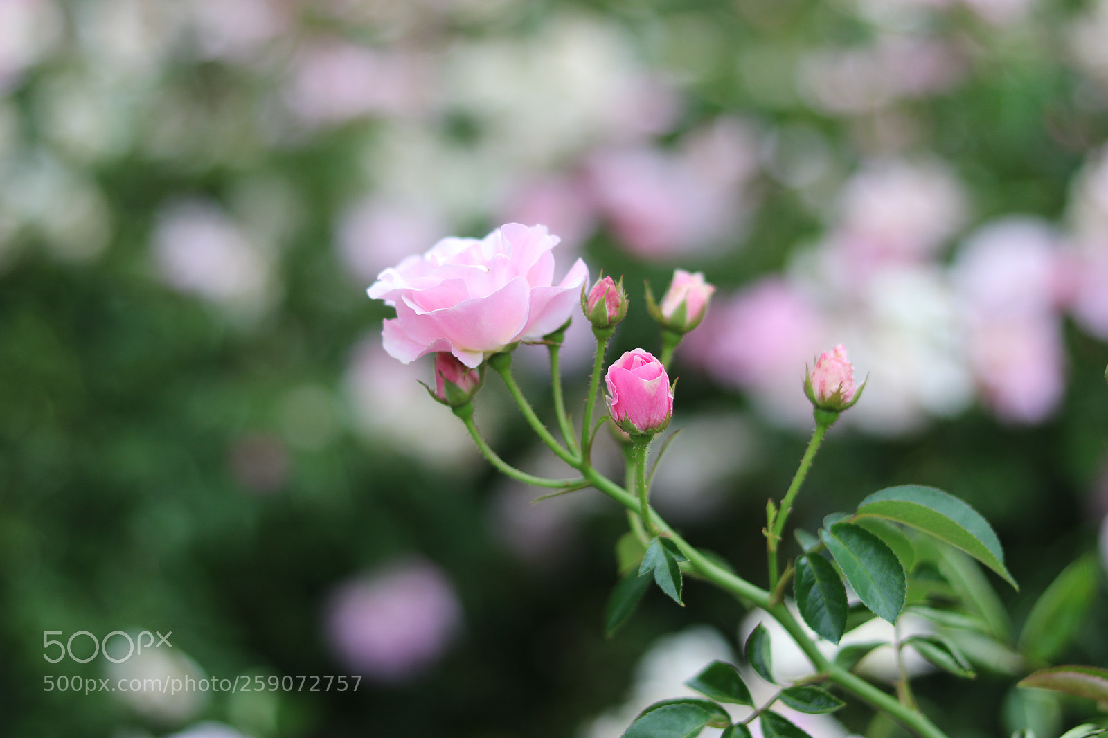 Canon EOS 750D (EOS Rebel T6i / EOS Kiss X8i) sample photo. 05/22/18 photography