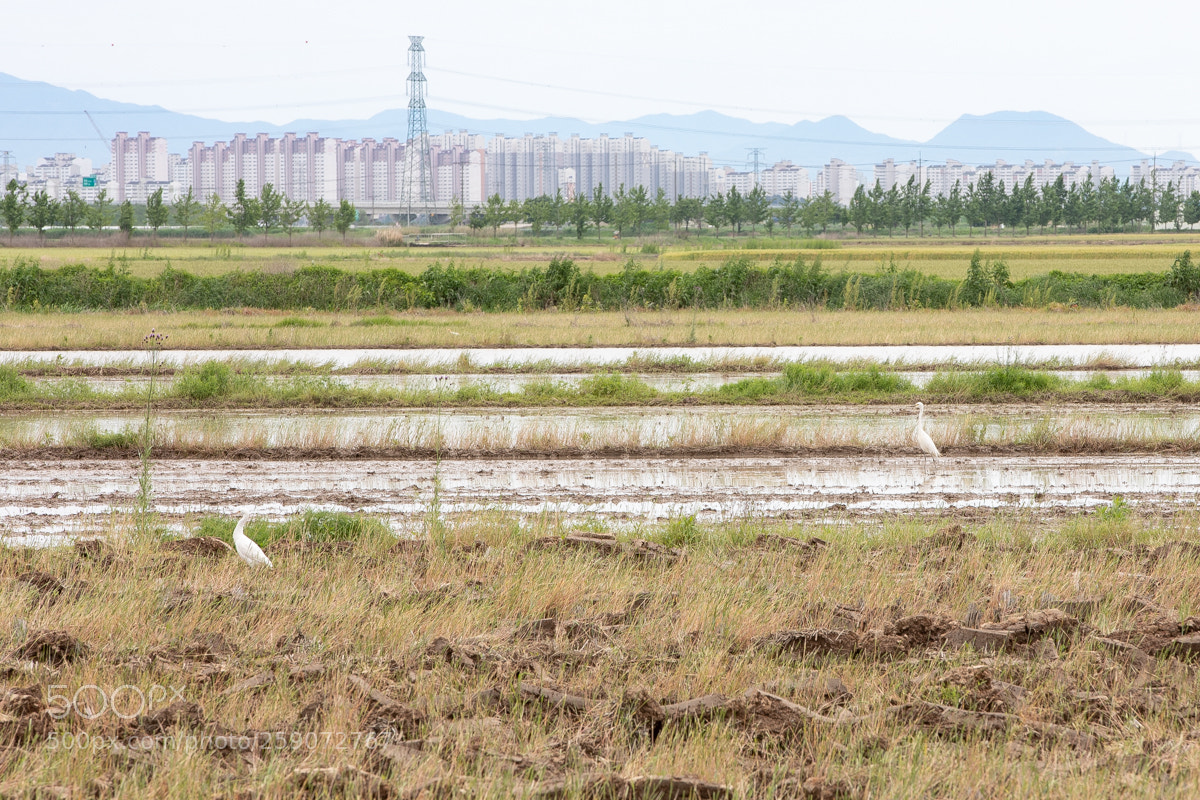 Canon EOS 5D Mark IV sample photo. 무제 photography