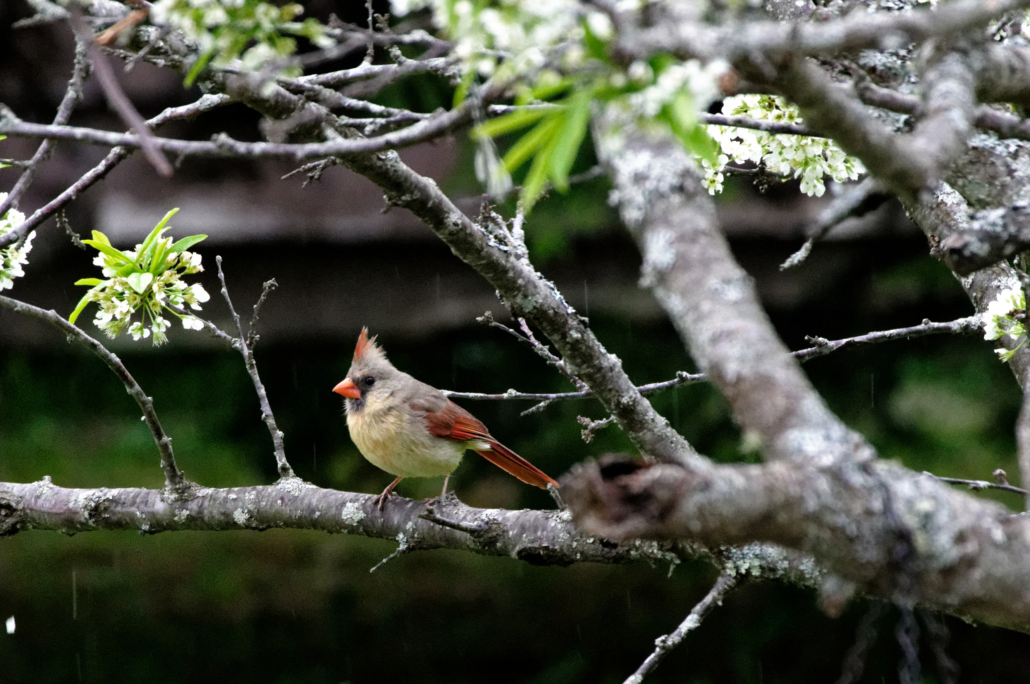 HD PENTAX-DA 55-300mm F4.5-6.3 ED PLM WR RE sample photo. Lady cardinal in the rain photography