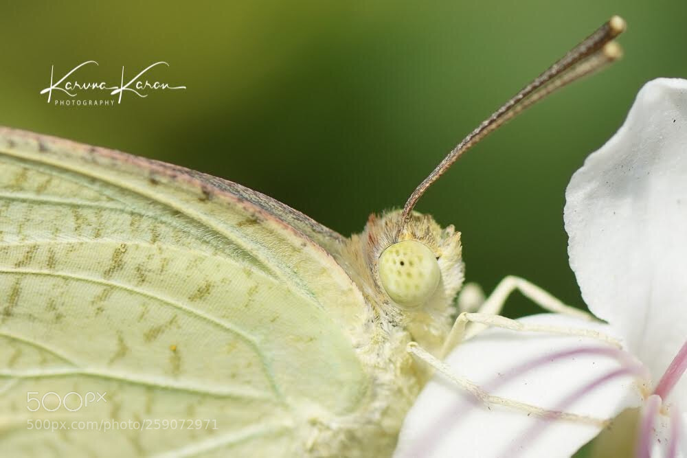 Sony a99 II sample photo. Compound eye photography