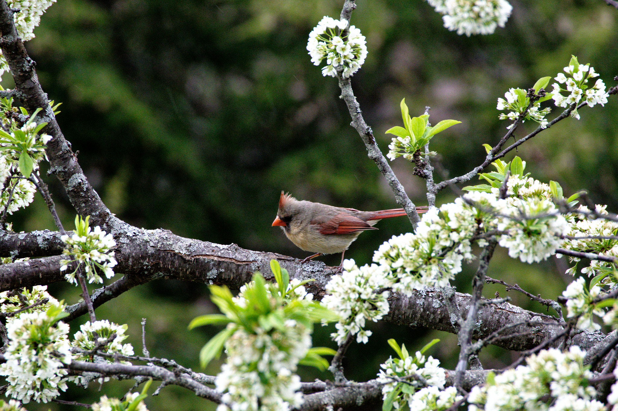Pentax KP sample photo. Cardinal female in plum tree photography