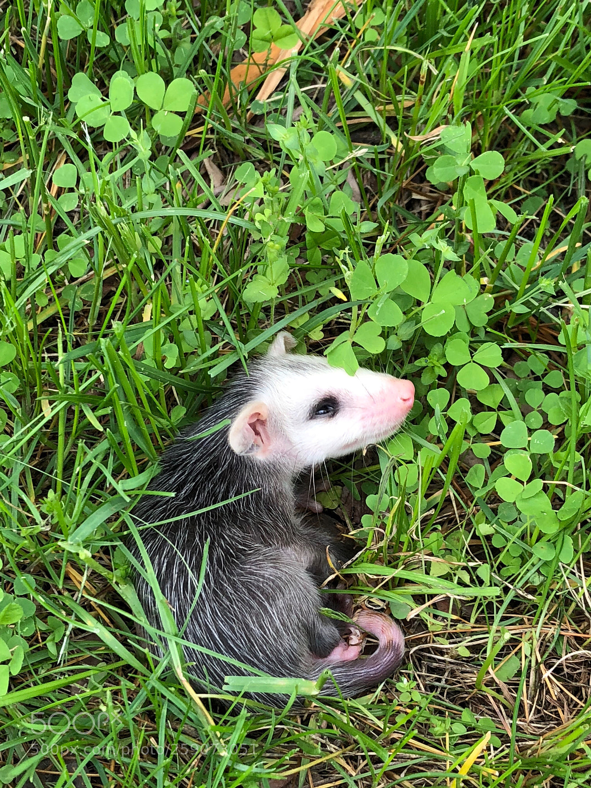 Apple iPhone 8 Plus sample photo. Possum photography