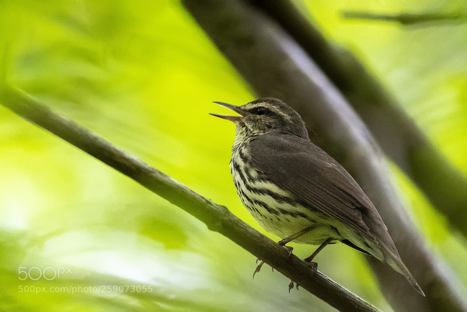 Nikon D850 sample photo. Northern waterthrush photography