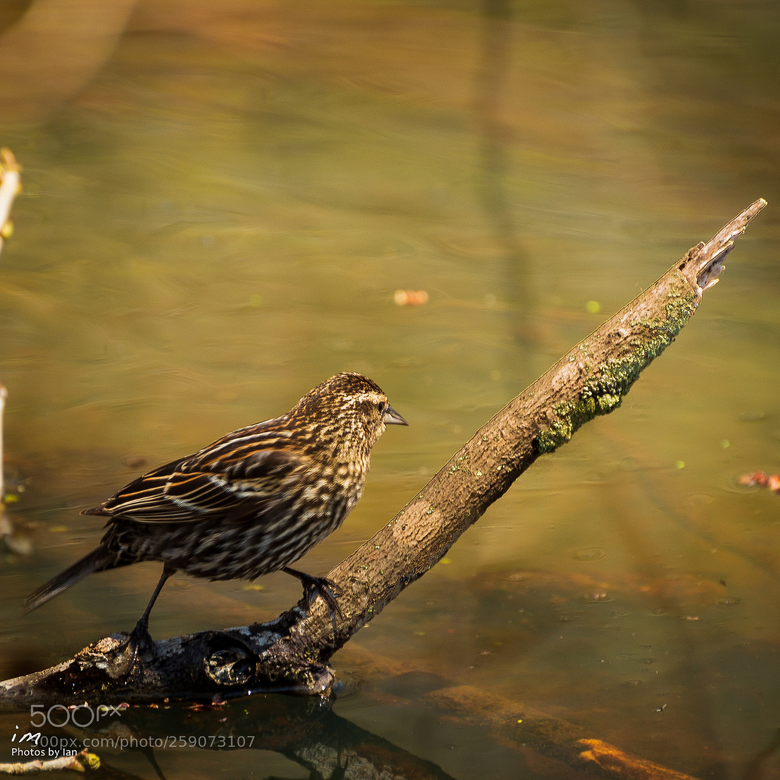 Nikon D610 sample photo. Untitled photography