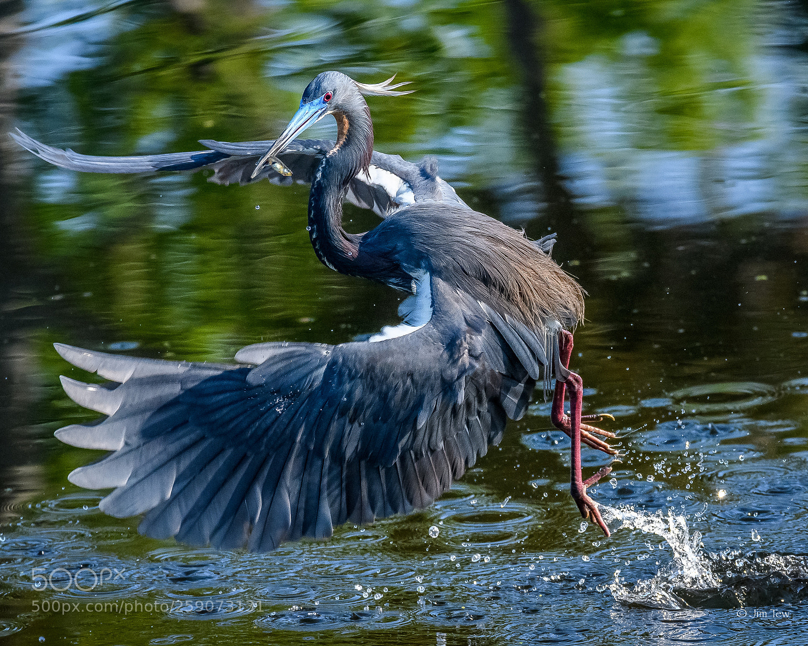 Nikon D7500 sample photo. A tricolored heron with photography
