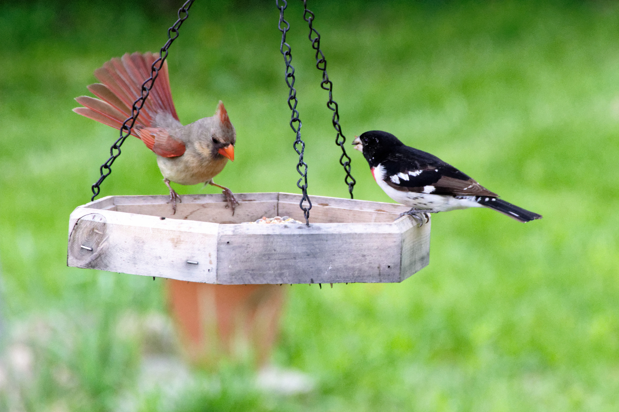 HD PENTAX-DA 55-300mm F4.5-6.3 ED PLM WR RE sample photo. Cardinal and grosbeak photography