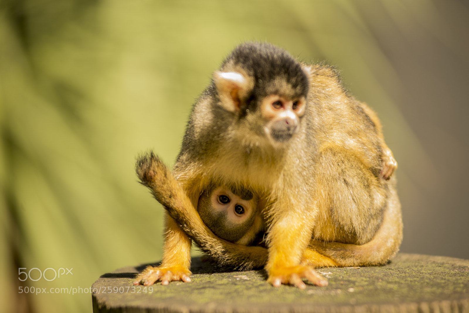 Nikon D600 sample photo. Baby monkey photography