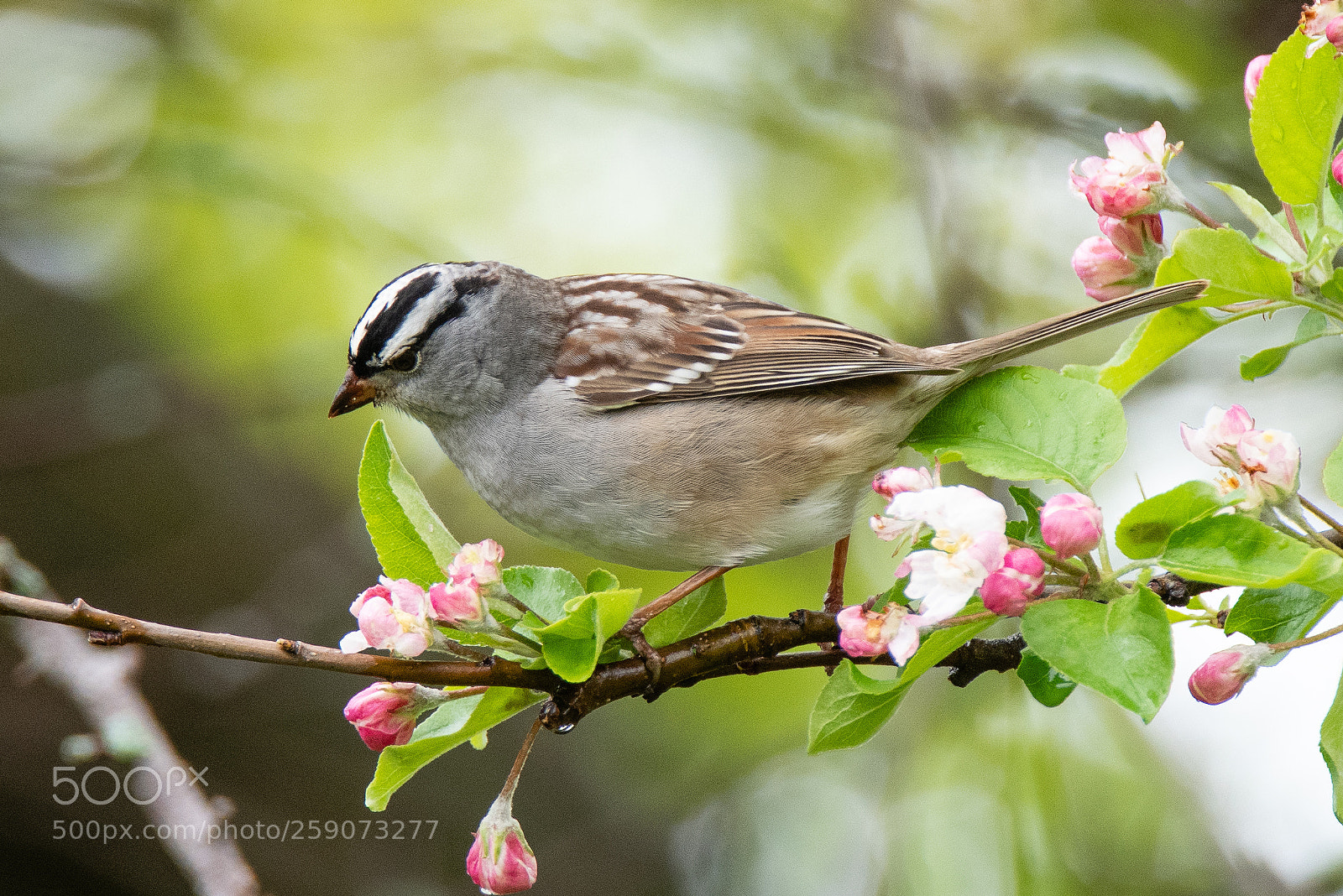 Nikon D850 sample photo. Magic hedge wildlife photography
