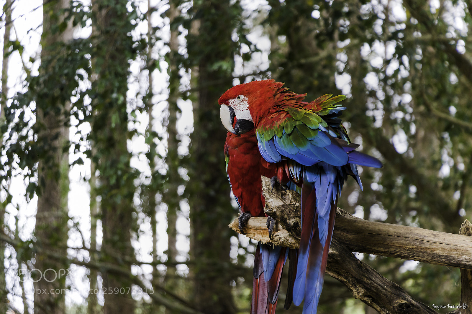 Canon EOS 7D Mark II sample photo. Zoo parque photography