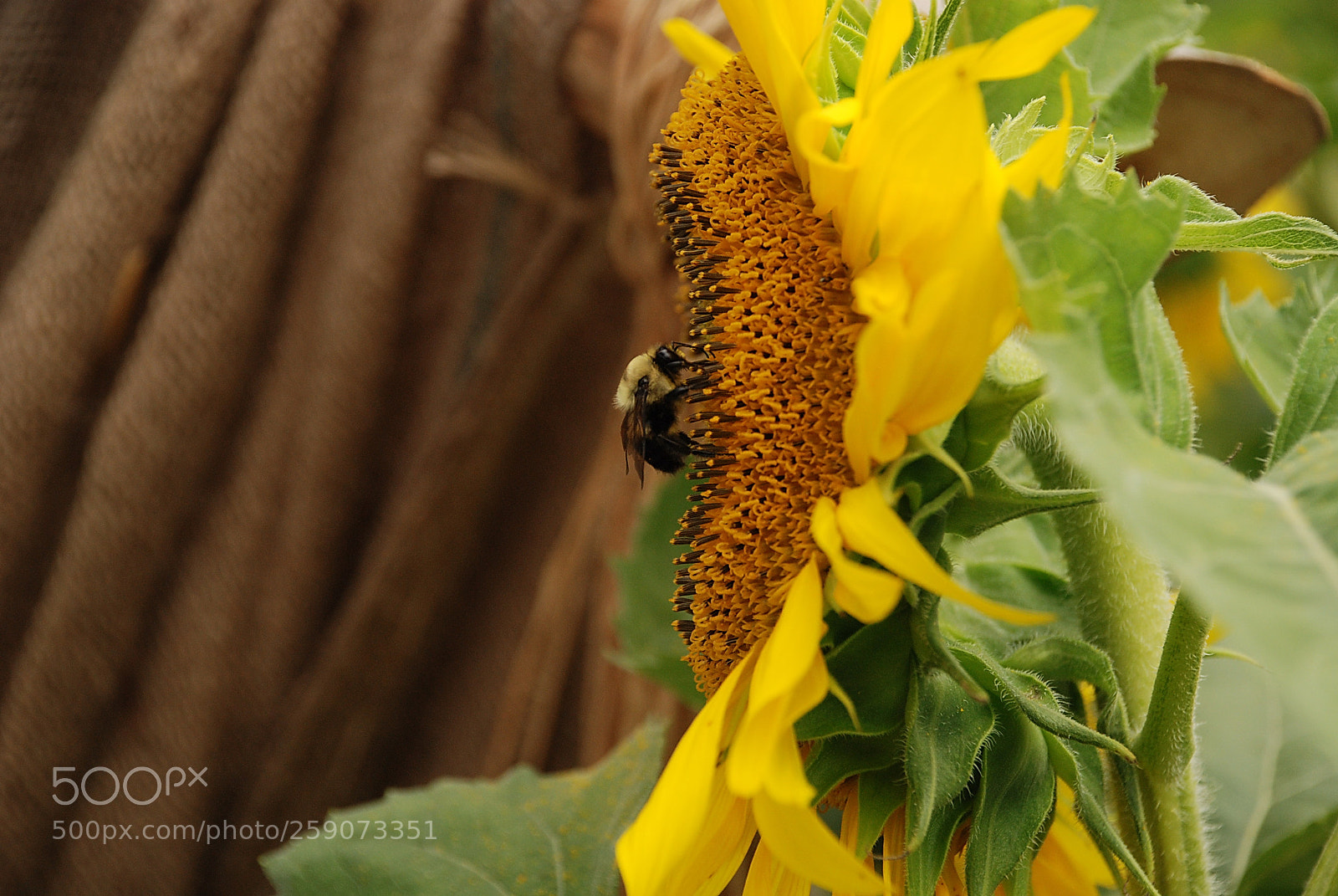 Nikon D80 sample photo. Sunflower lover photography