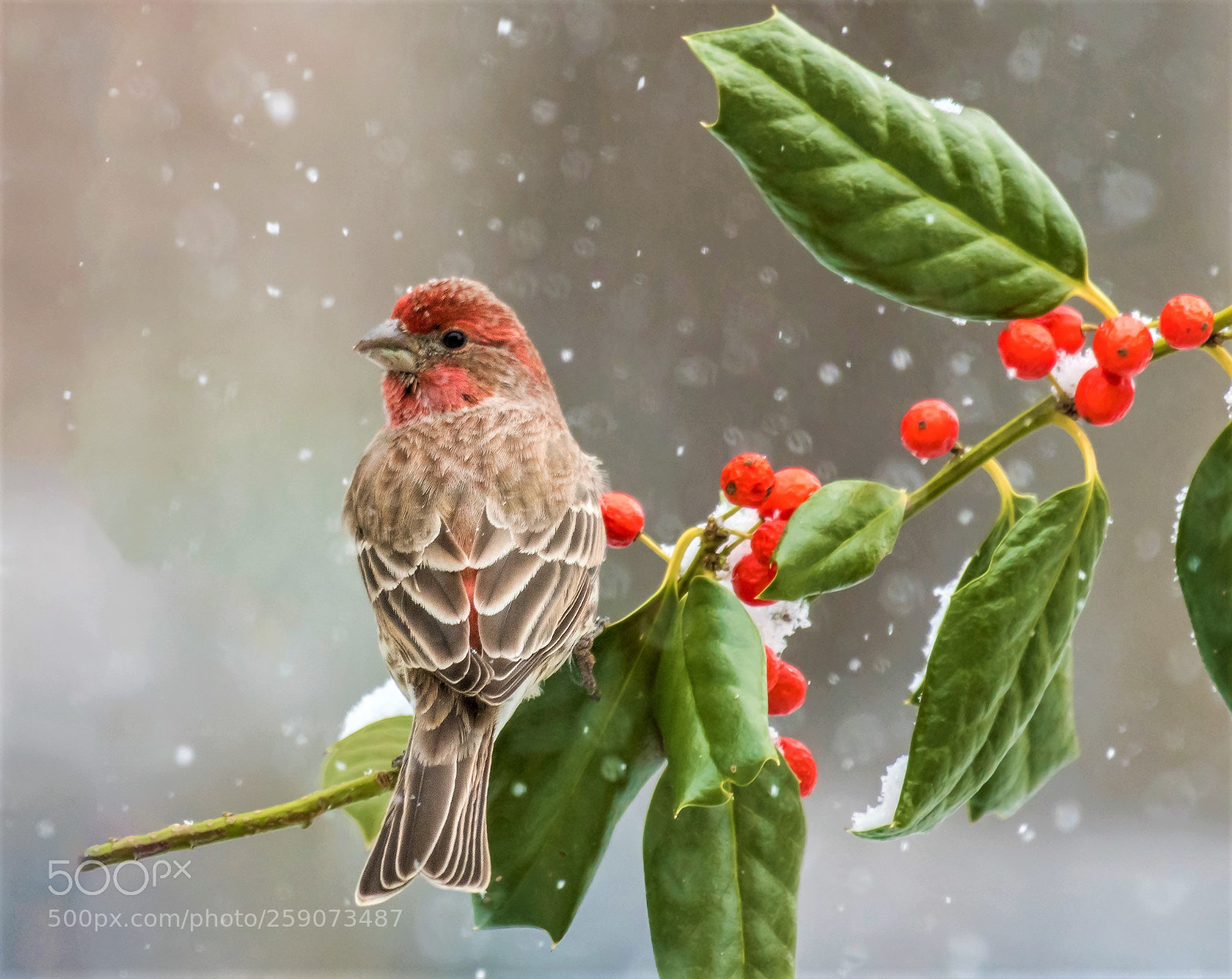 Nikon D500 sample photo. House finch on a photography