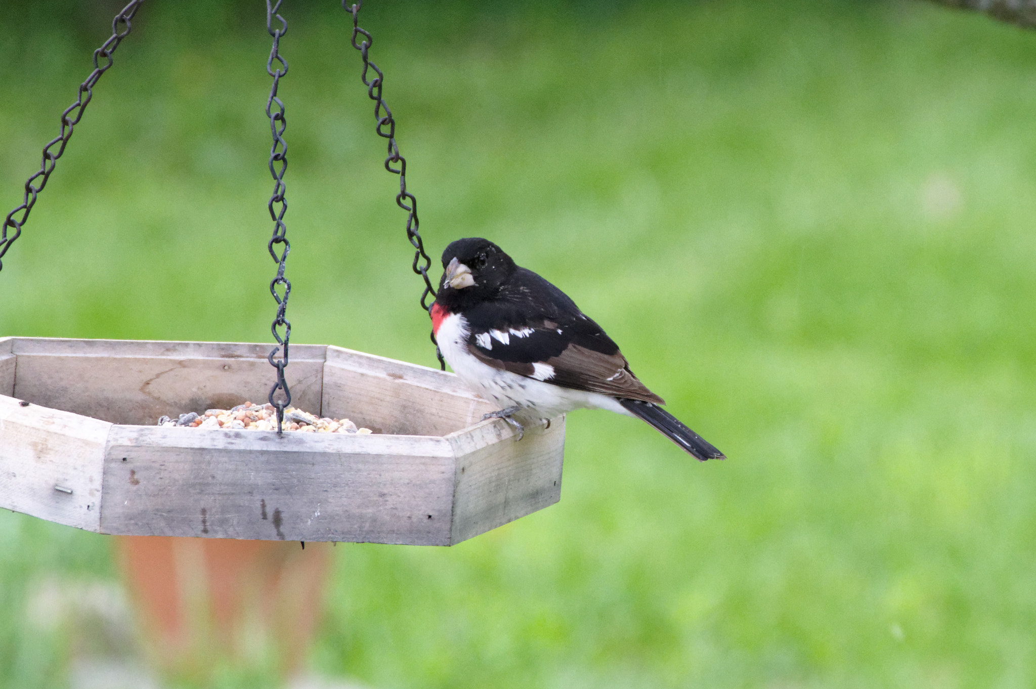 HD PENTAX-DA 55-300mm F4.5-6.3 ED PLM WR RE sample photo. Rose breasted grosbeak photography