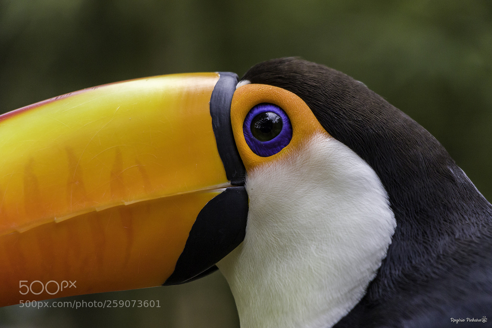 Canon EOS 7D Mark II sample photo. Zoo parque photography