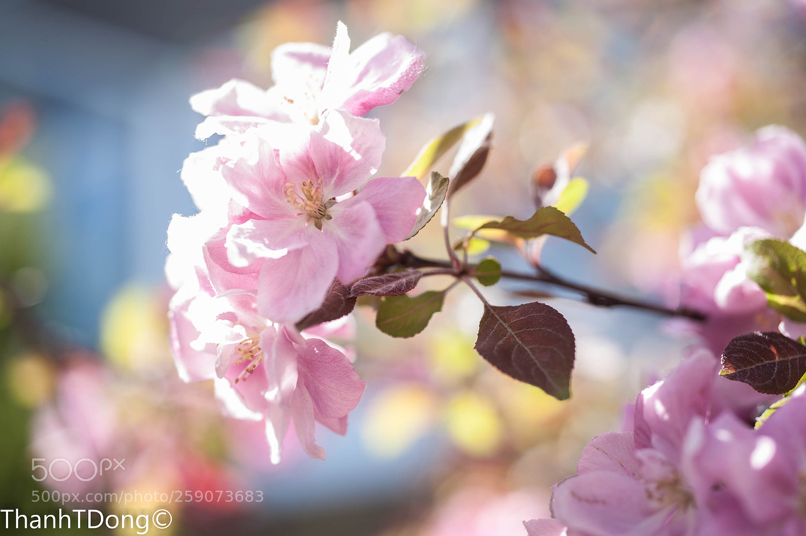 Nikon D700 sample photo. Pink photography