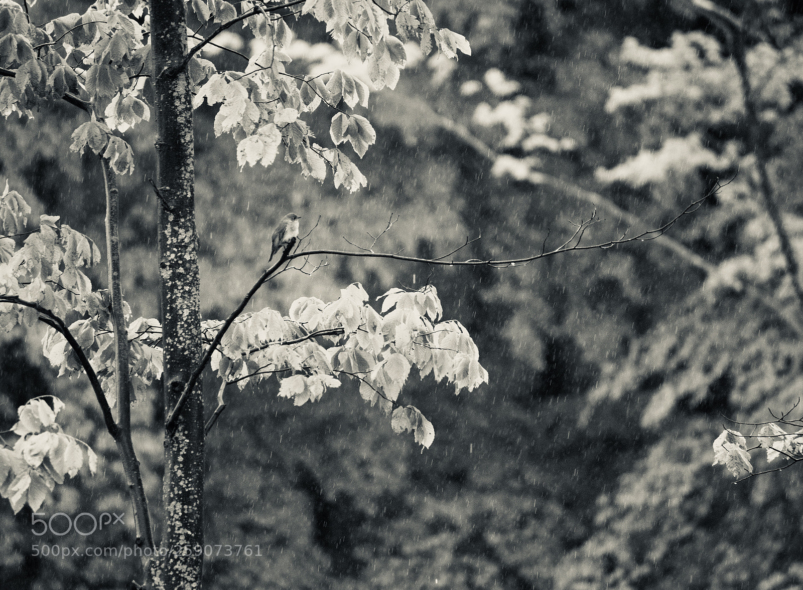 Nikon D5500 sample photo. Rain photography