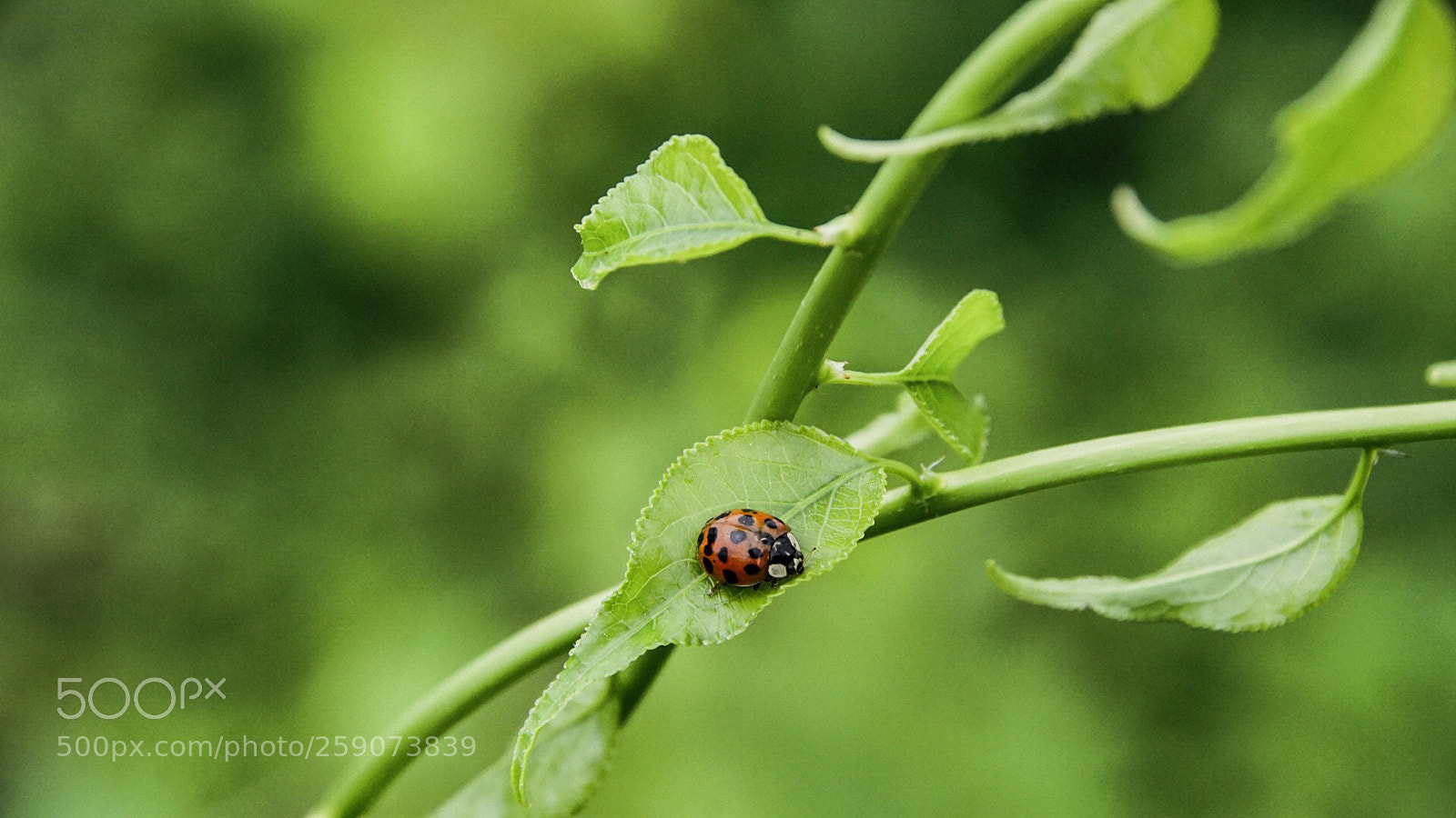 Sony a6000 sample photo. Ladybug on watch photography