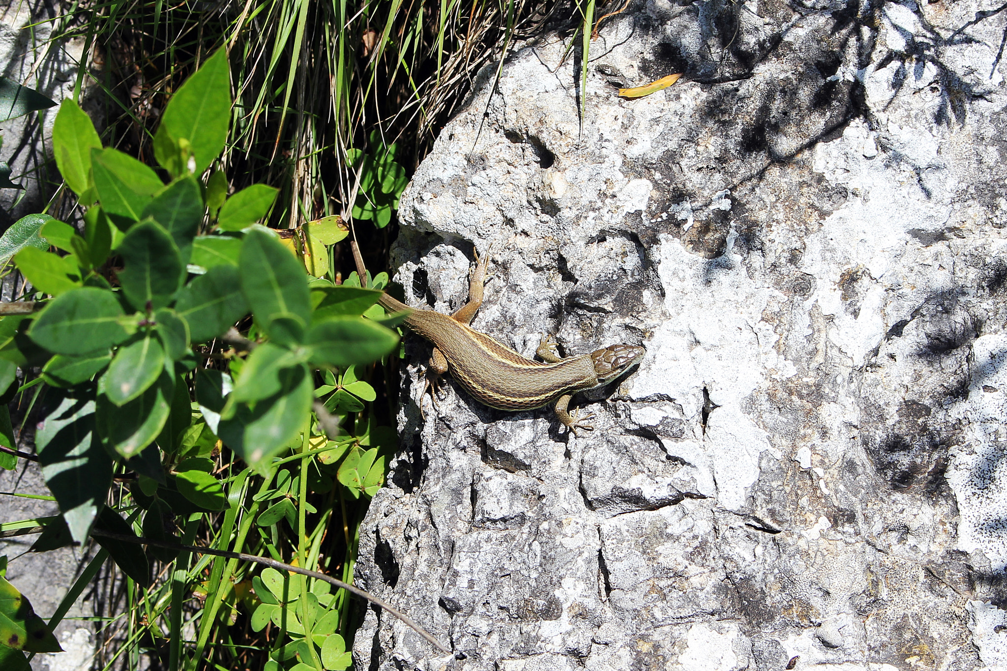 Canon EOS 550D (EOS Rebel T2i / EOS Kiss X4) + Canon EF-S 18-55mm F3.5-5.6 IS STM sample photo. Small lizard in gibraltar rock photography