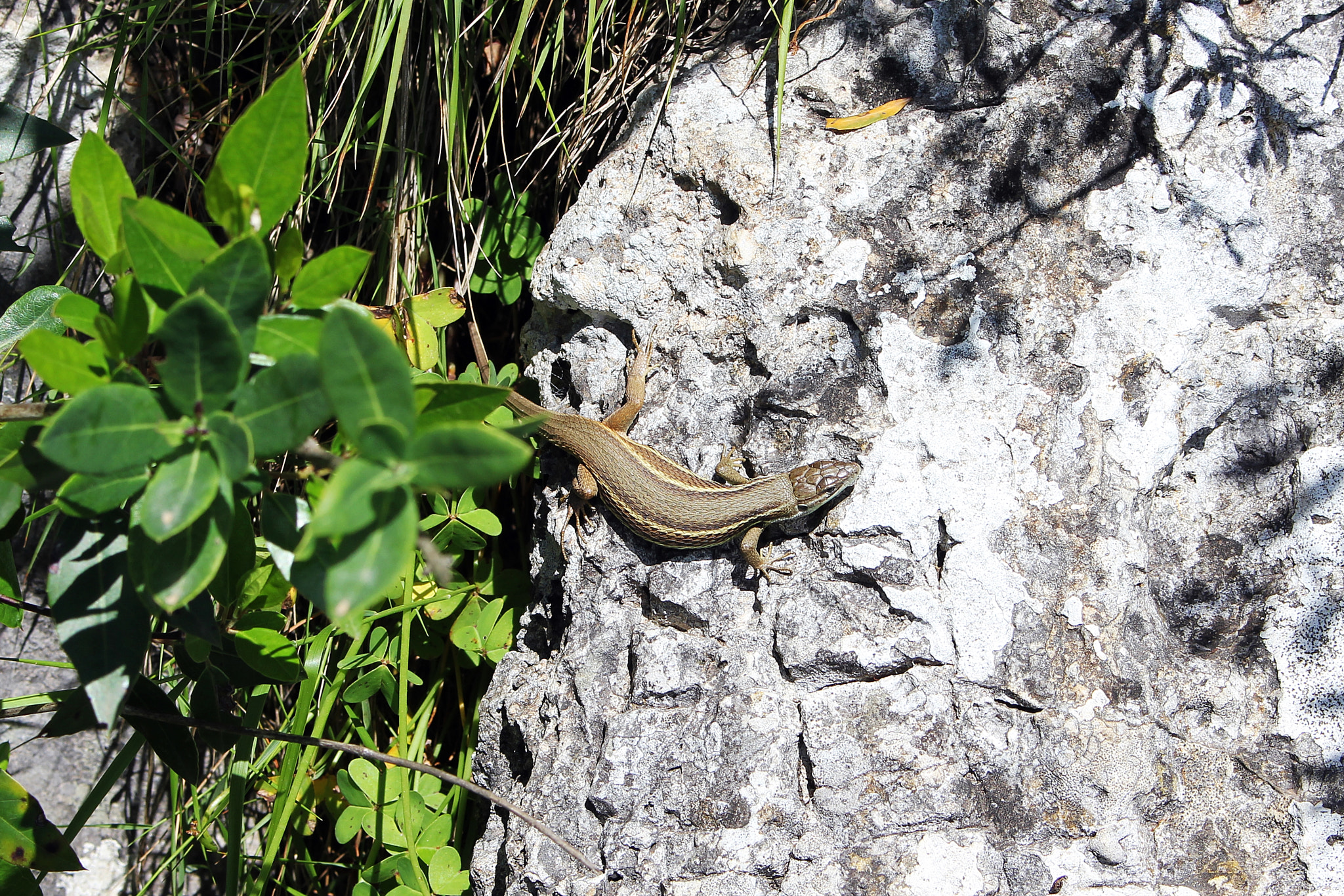 Canon EOS 550D (EOS Rebel T2i / EOS Kiss X4) sample photo. Small lizard in gibraltar rock photography