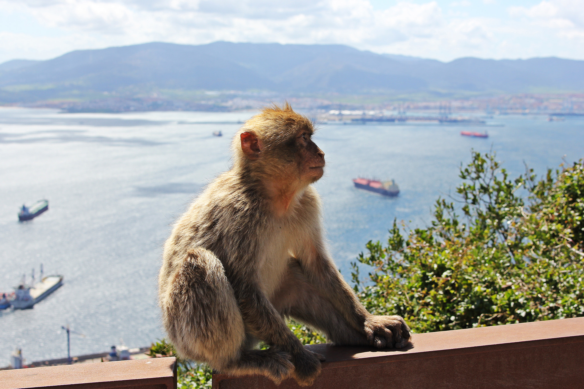 Canon EOS 550D (EOS Rebel T2i / EOS Kiss X4) + Canon EF-S 18-55mm F3.5-5.6 IS STM sample photo. Nice macaque in gibraltar photography