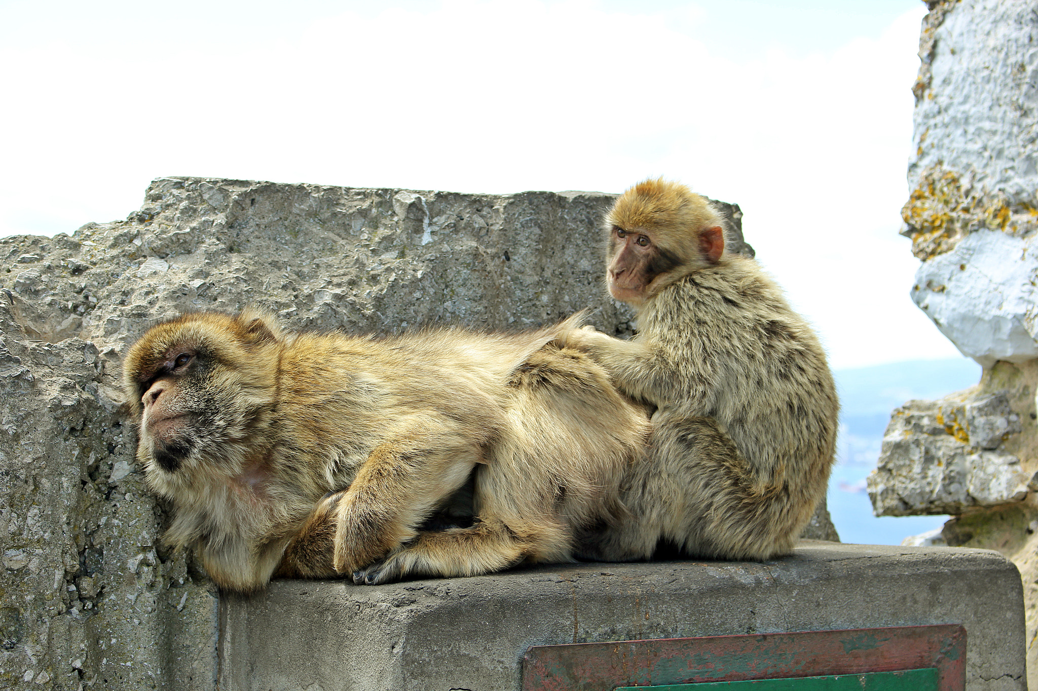 Canon EOS 550D (EOS Rebel T2i / EOS Kiss X4) sample photo. Barbary macaques in gibraltar photography