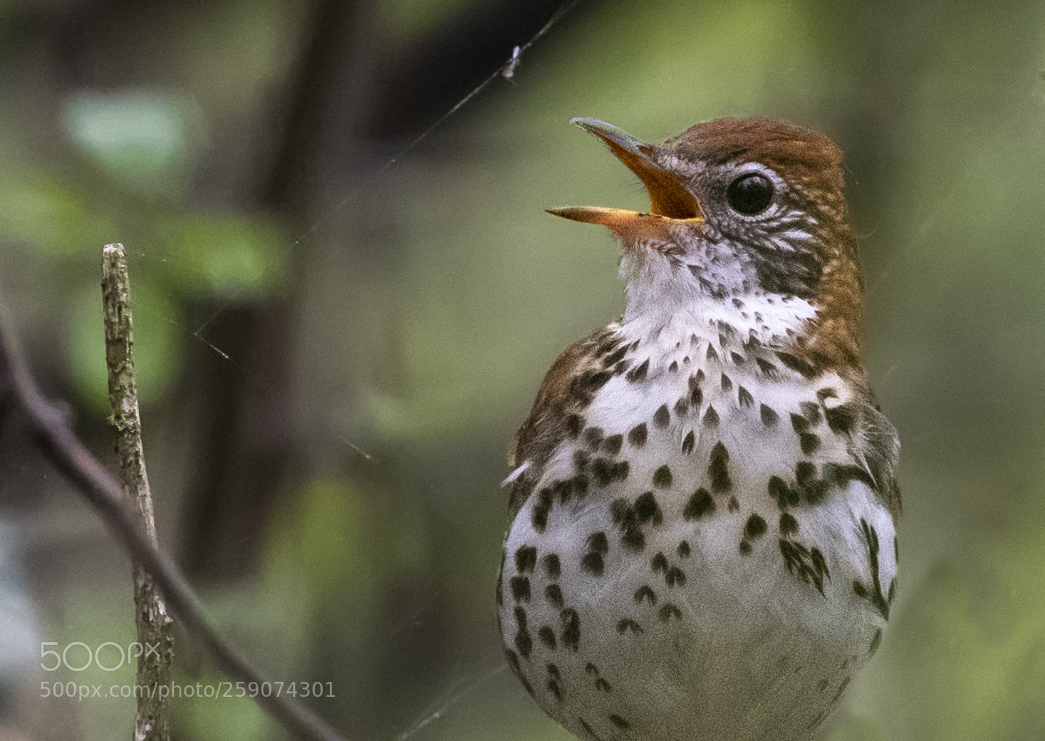 Nikon D850 sample photo. Wood thrush photography