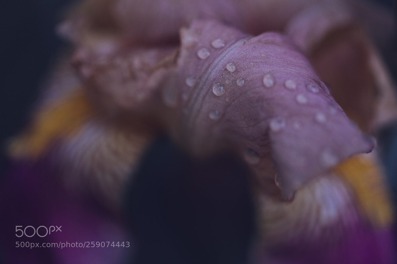 Nikon D850 sample photo. 141/365 photography