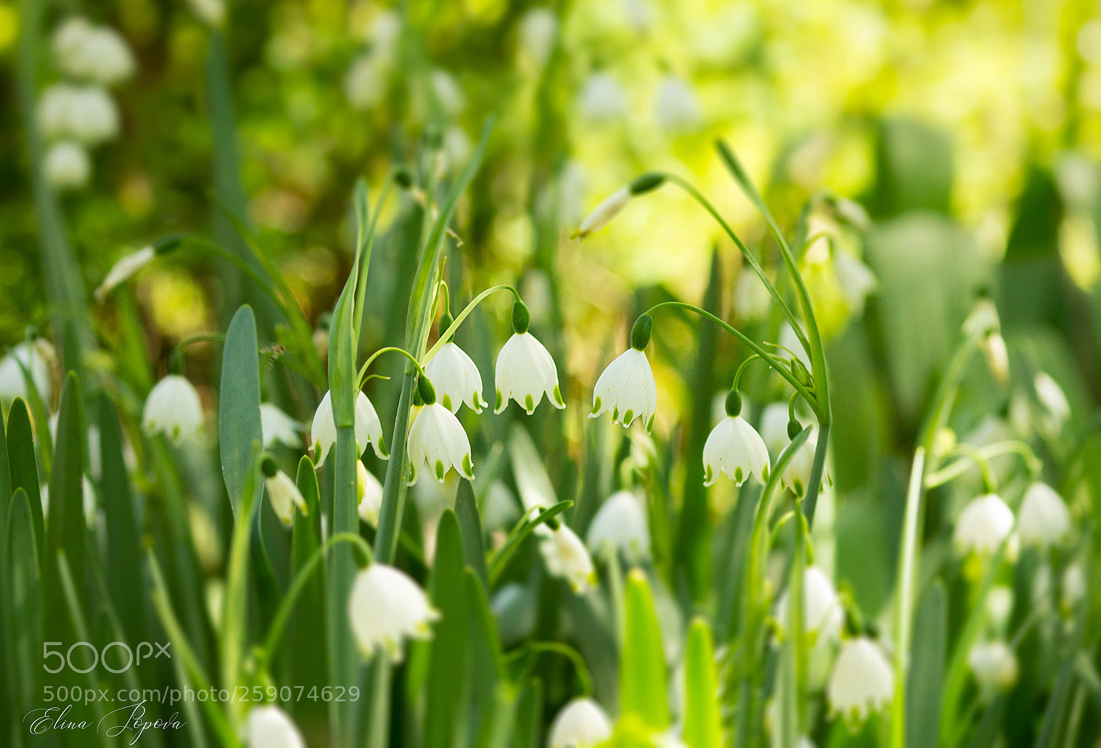 Sony SLT-A55 (SLT-A55V) sample photo. Lily of the valley photography