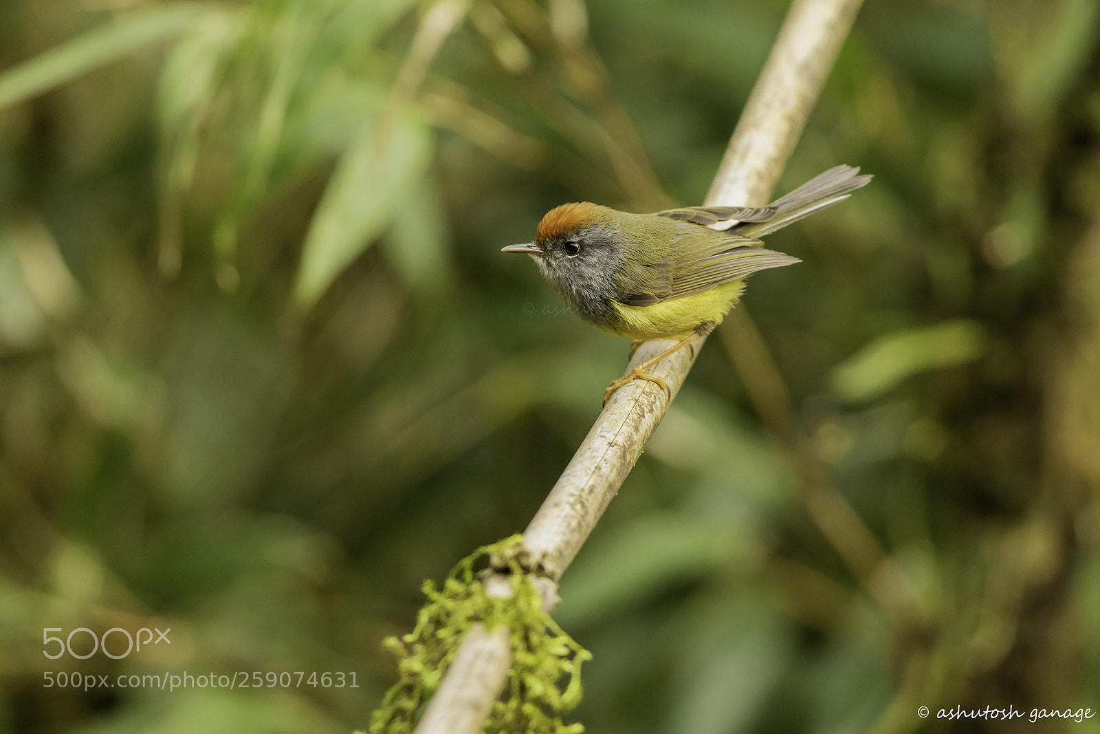 Canon EOS 7D Mark II sample photo. Broad billed warbler photography