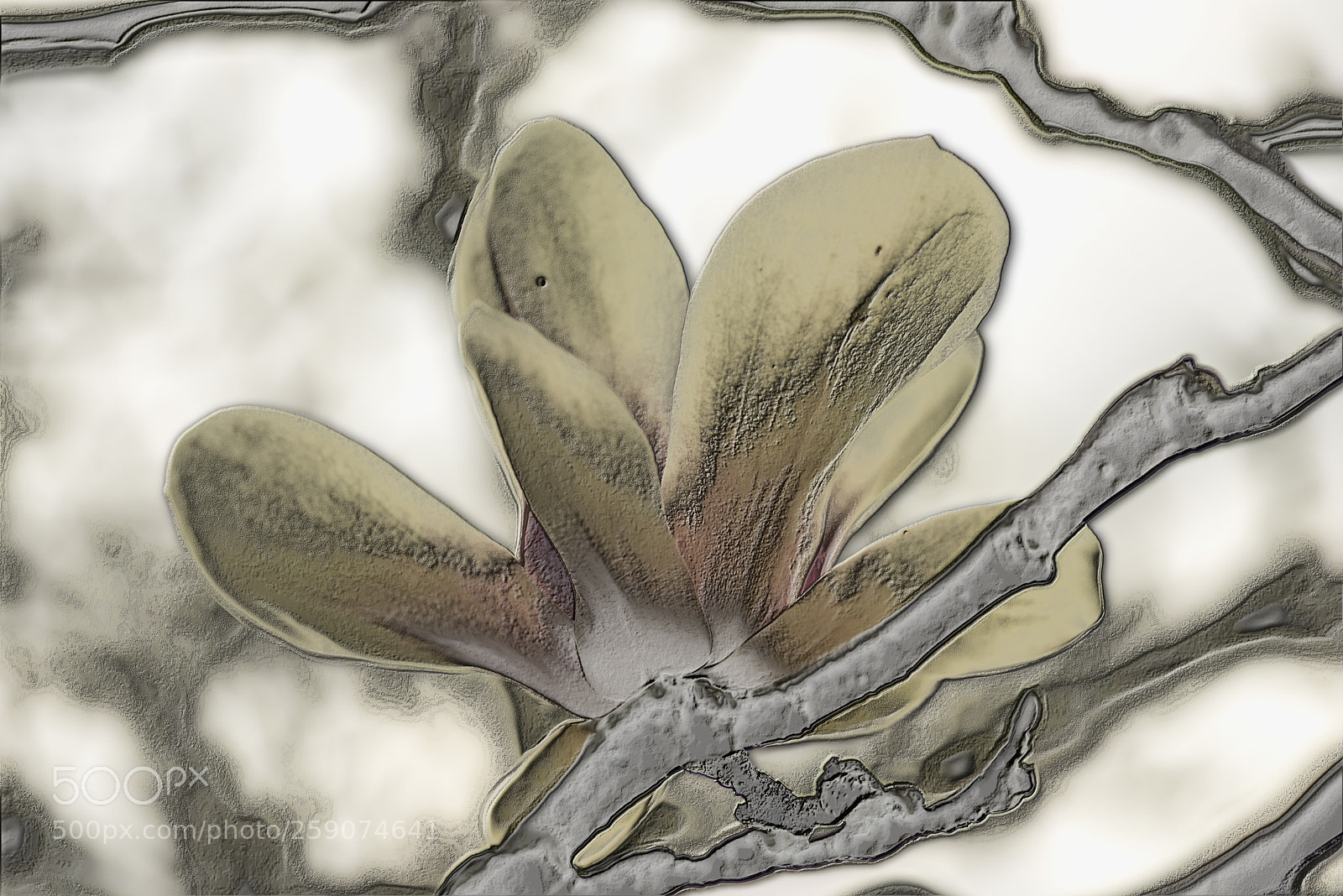 Nikon D600 sample photo. Magnolia flower photography