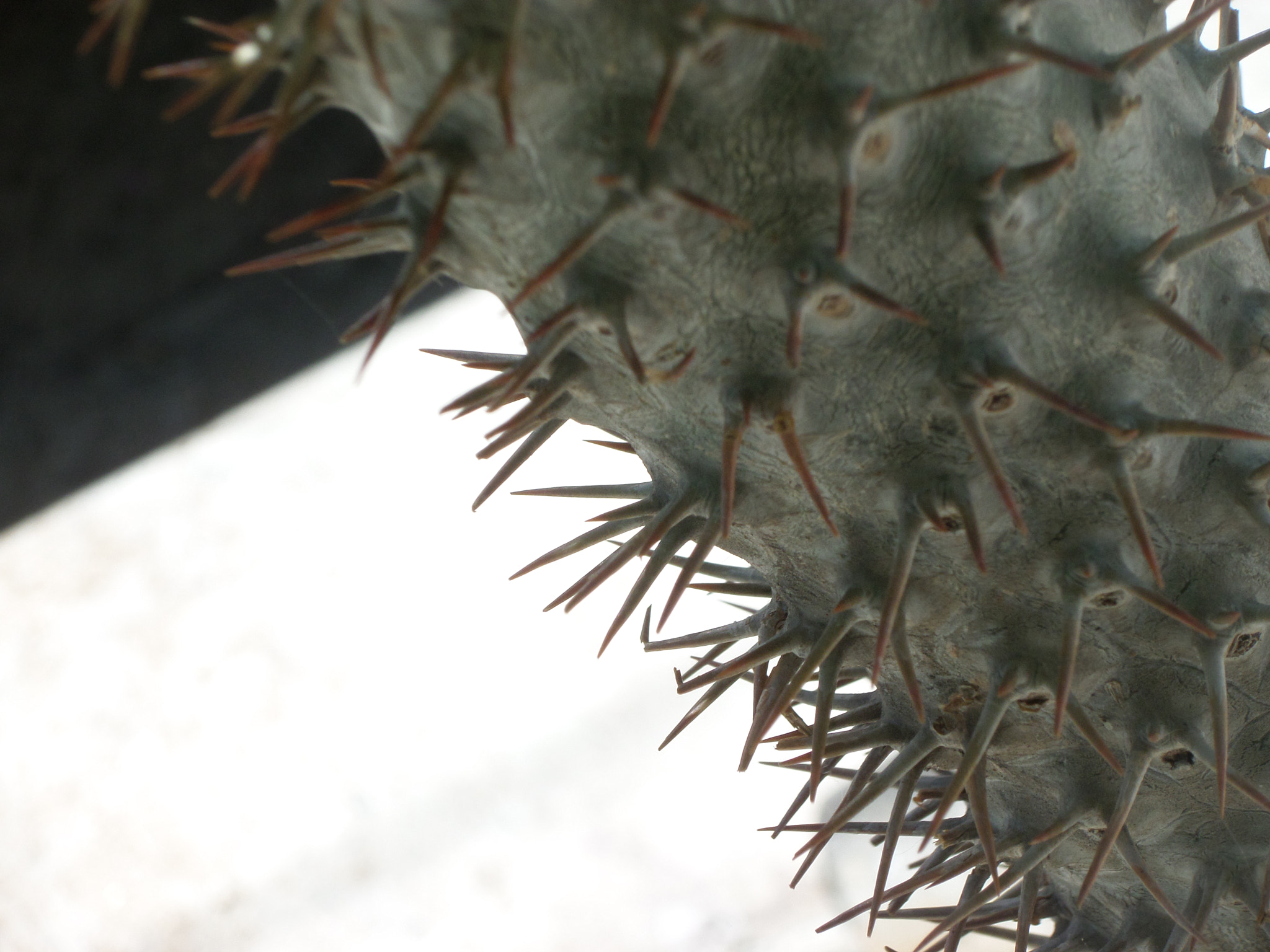 Samsung WB30F/WB31F/WB32F sample photo. Dolor. photography