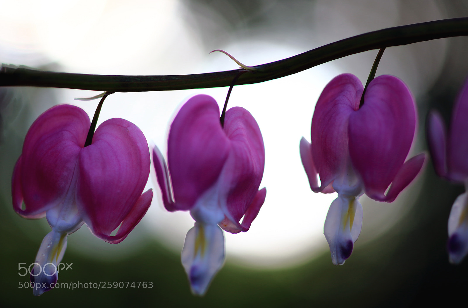 Canon EOS 7D Mark II sample photo. Let it bleed photography