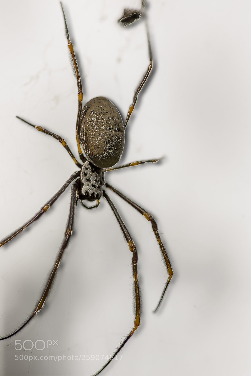 Nikon D600 sample photo. Hairy spider with shadow photography