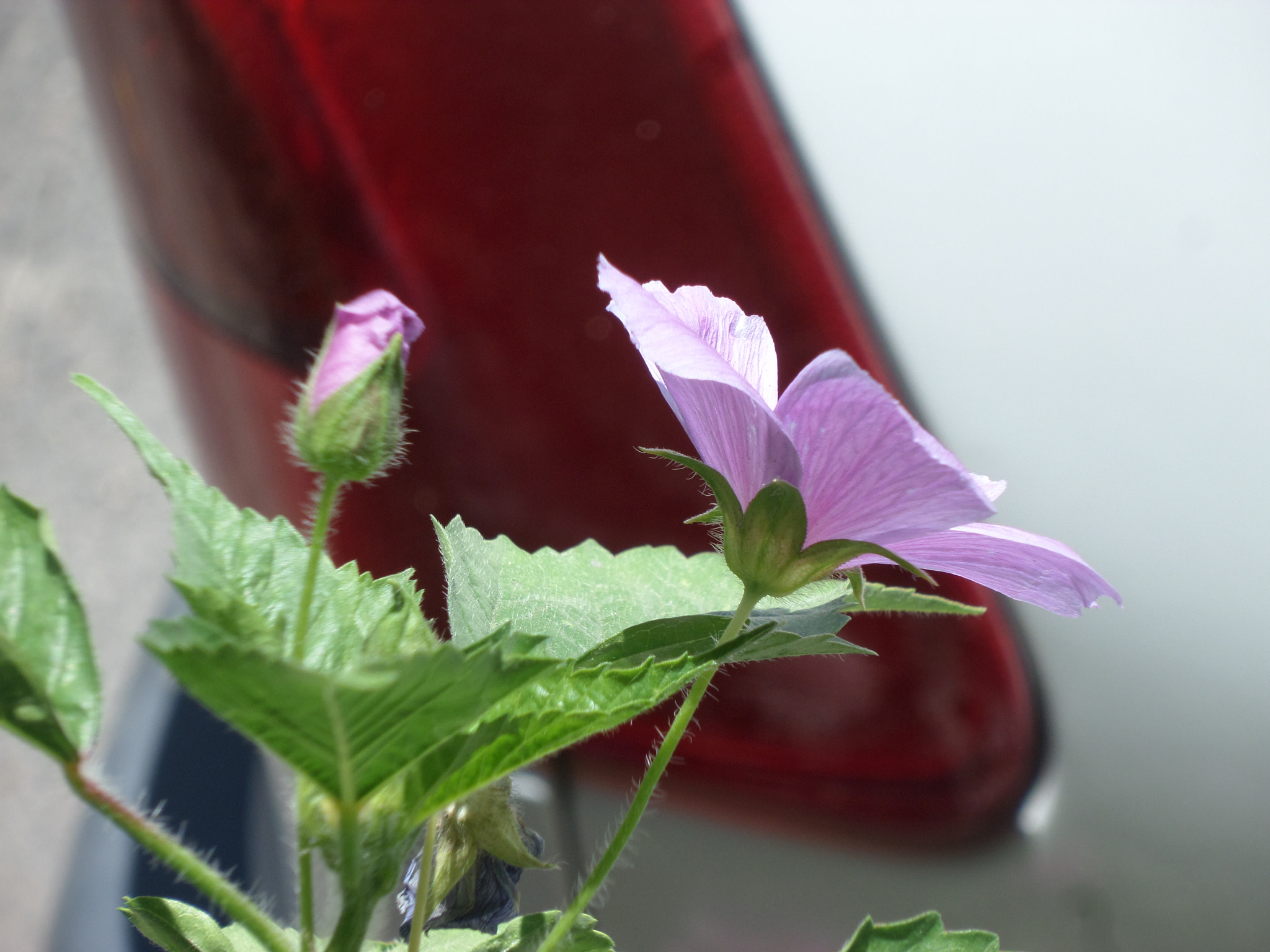 Samsung WB30F/WB31F/WB32F sample photo. ... photography