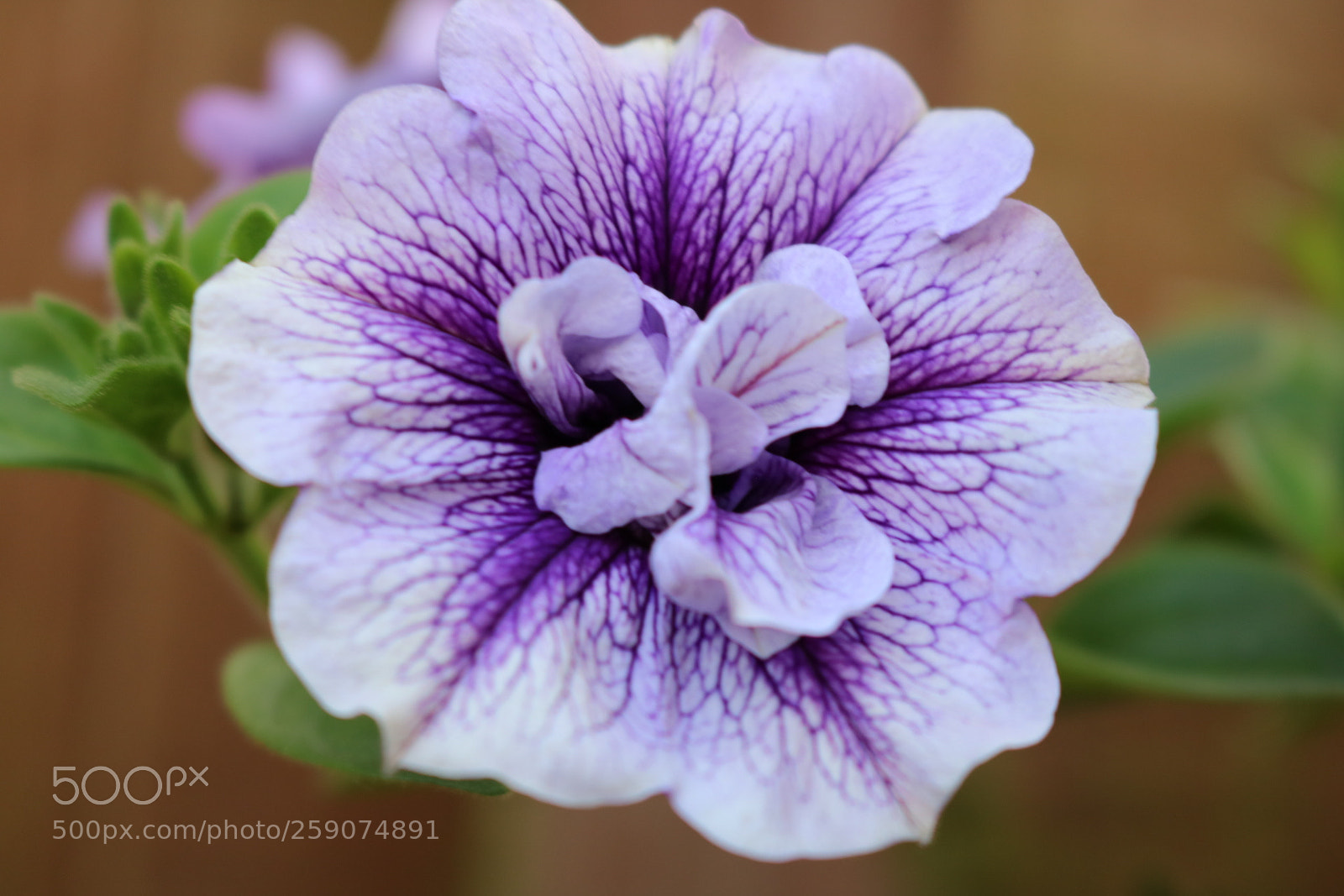 Canon EOS 750D (EOS Rebel T6i / EOS Kiss X8i) sample photo. My flower power photography