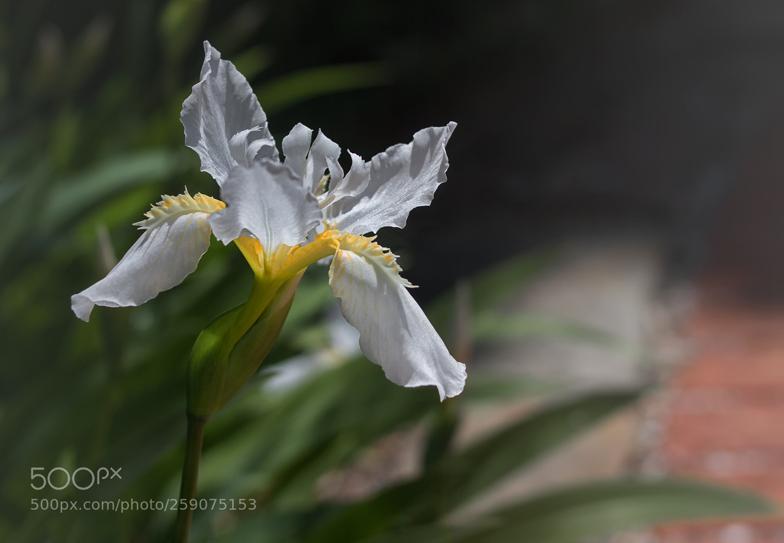 Canon EOS 800D (EOS Rebel T7i / EOS Kiss X9i) sample photo. White iris in bloom photography