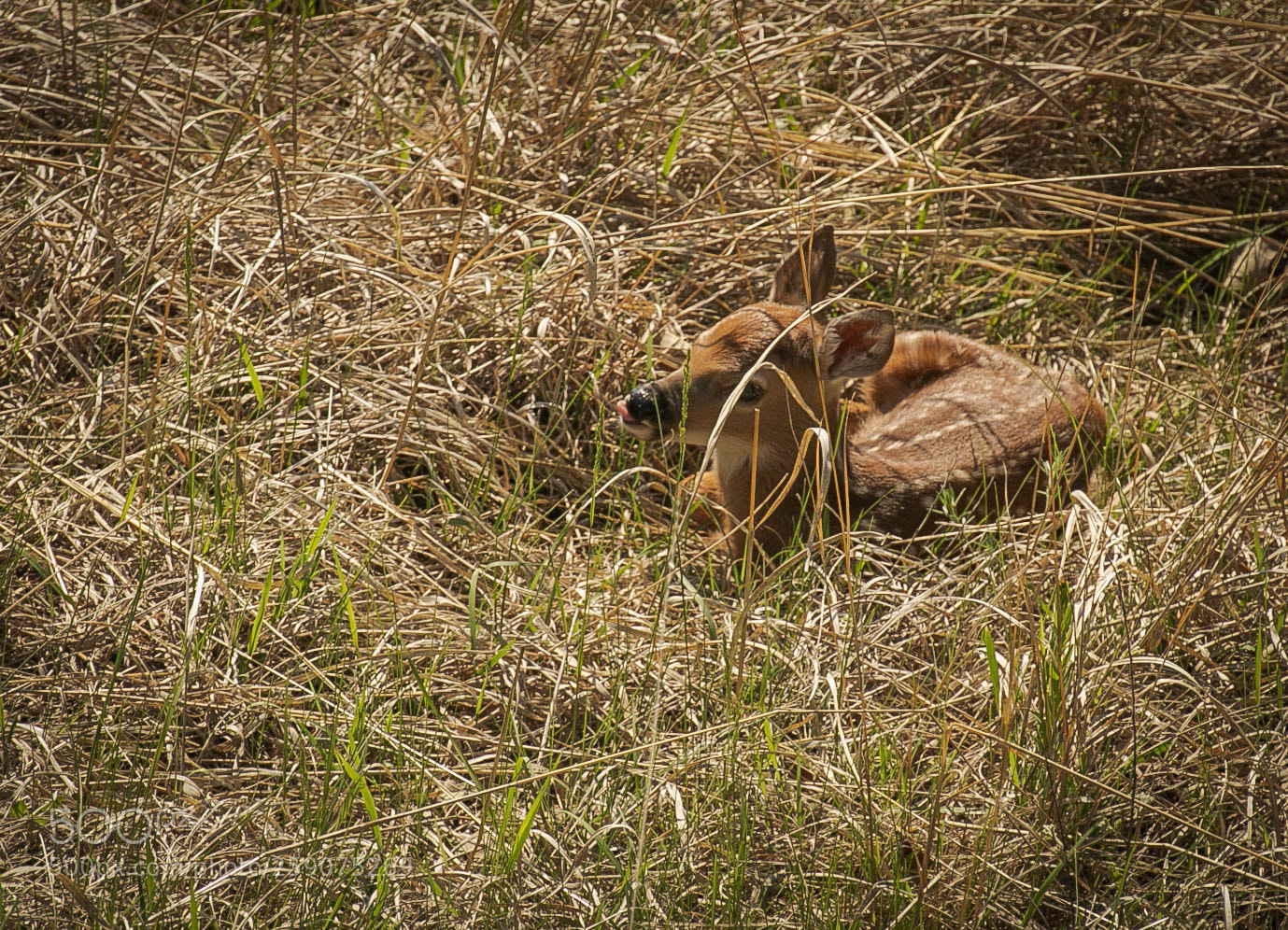 Canon EOS 6D sample photo. Hiding in plain sight photography