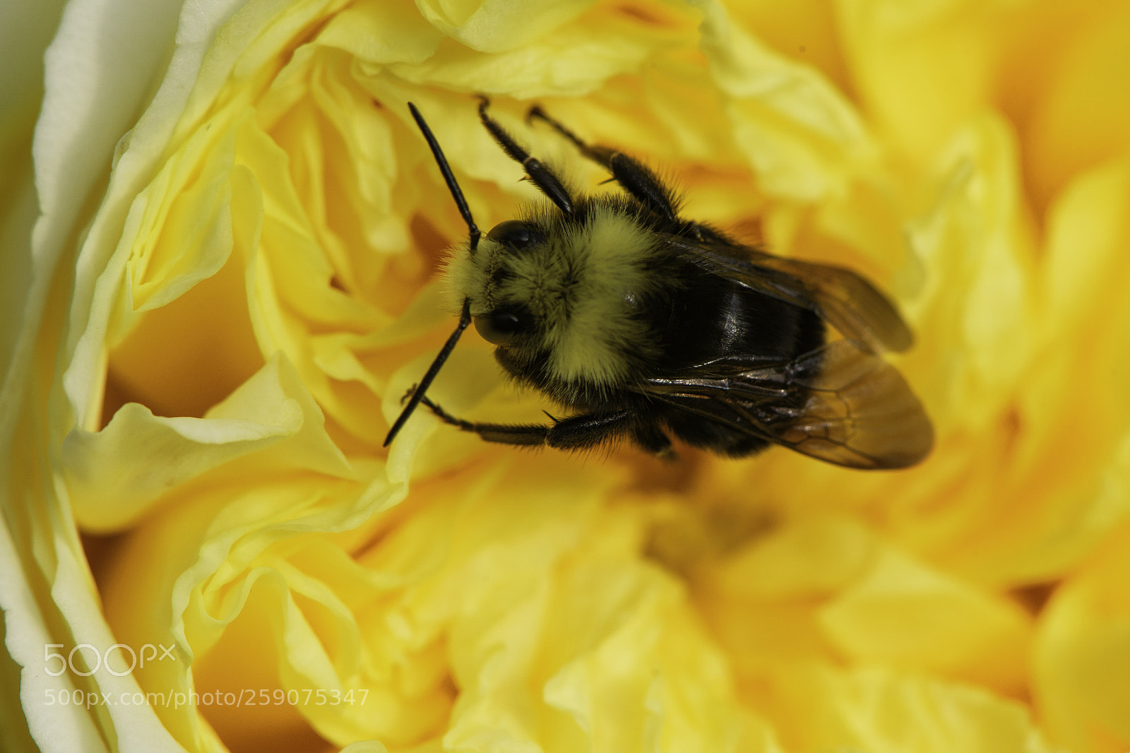 Nikon D750 sample photo. Bee in an english photography