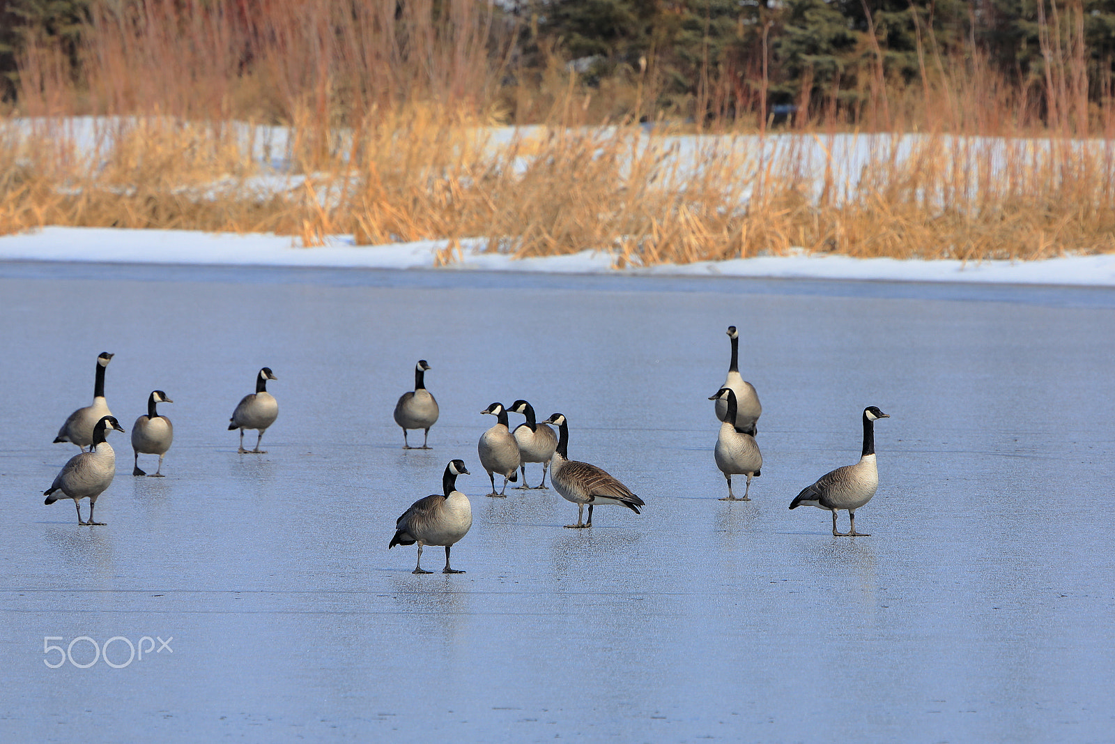 Canon EOS 5D Mark IV + Canon EF 100-400mm F4.5-5.6L IS USM sample photo. On frozen pond photography
