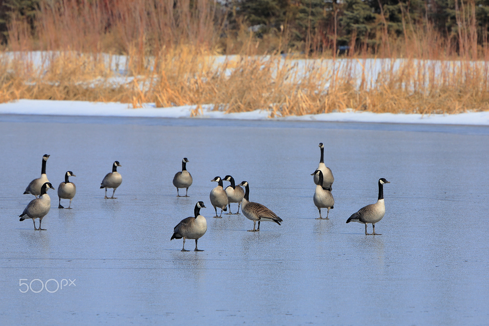 Canon EOS 5D Mark IV sample photo. On frozen pond photography