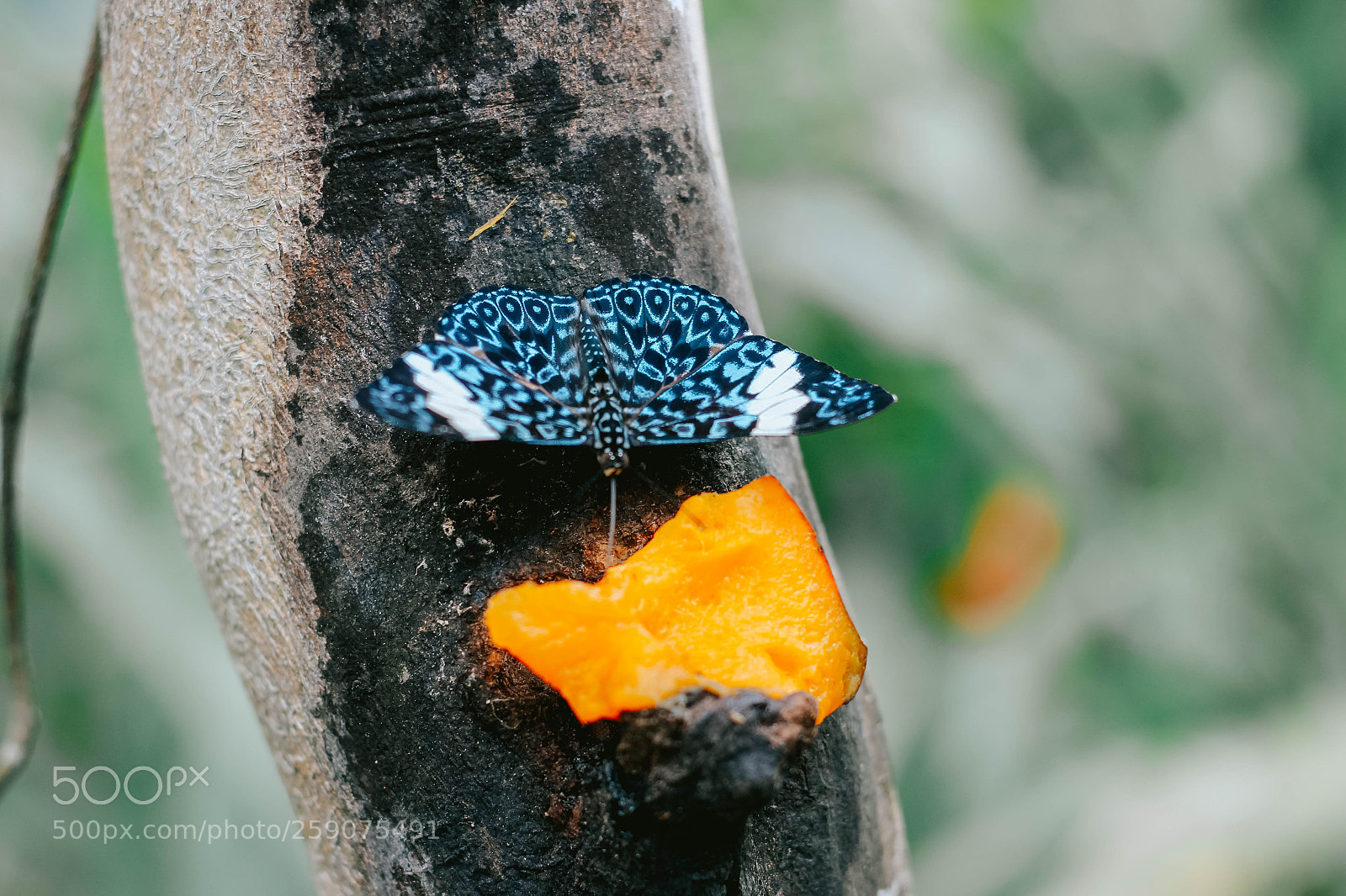 Canon EOS 600D (Rebel EOS T3i / EOS Kiss X5) sample photo. Iquitos photography