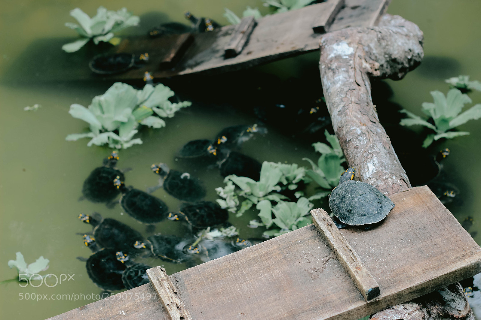 Canon EOS 600D (Rebel EOS T3i / EOS Kiss X5) sample photo. Iquitos photography
