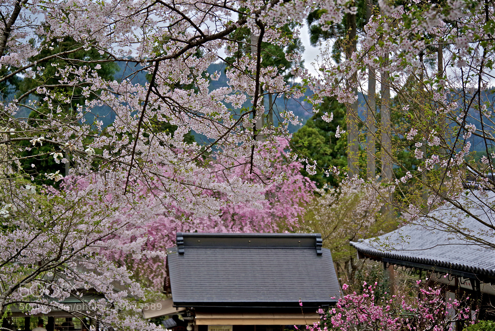 Pentax K-1 sample photo. Moe photography