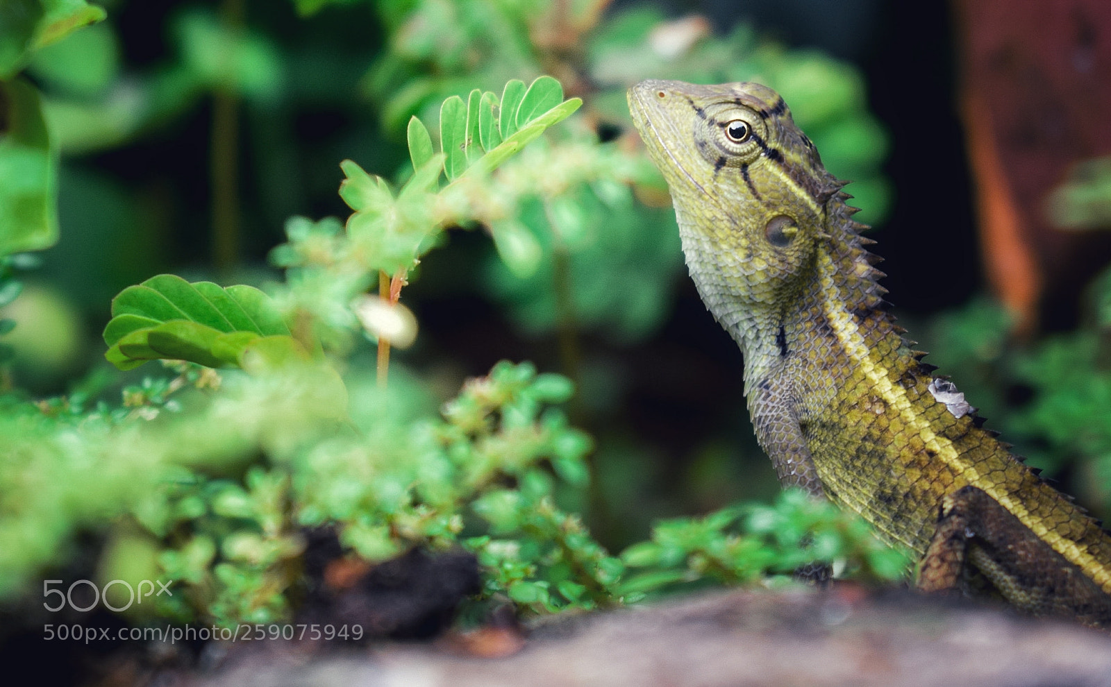Nikon D5300 sample photo. Chameleon photography