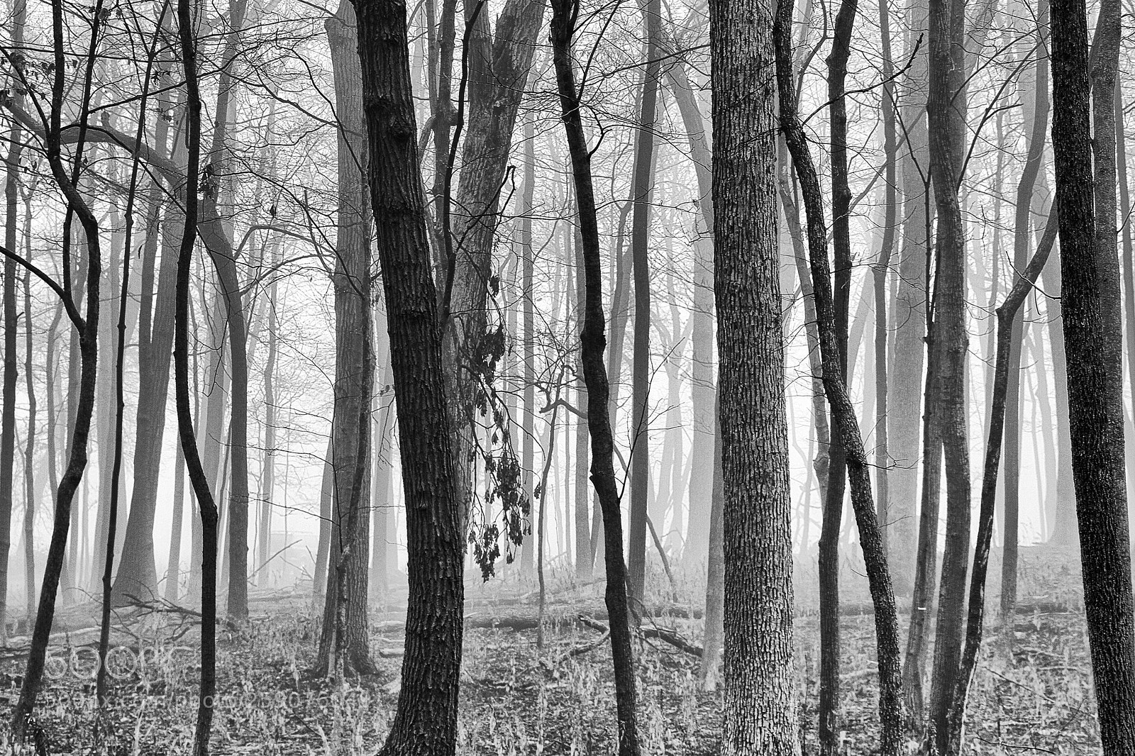 Canon EOS 7D sample photo. Forest abstraction i photography