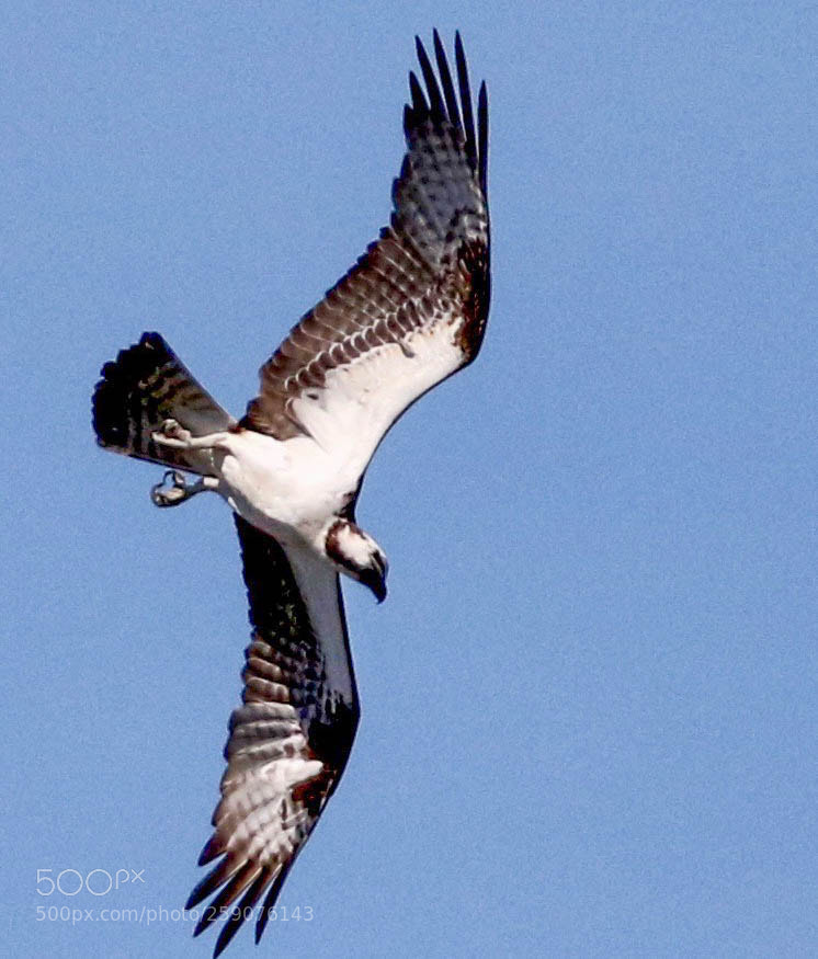 Canon EOS 7D Mark II sample photo. Osprey diving photography