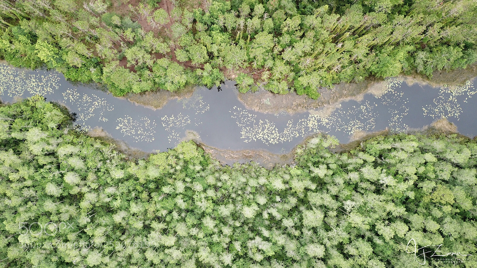 DJI FC220 sample photo. Swamp life photography