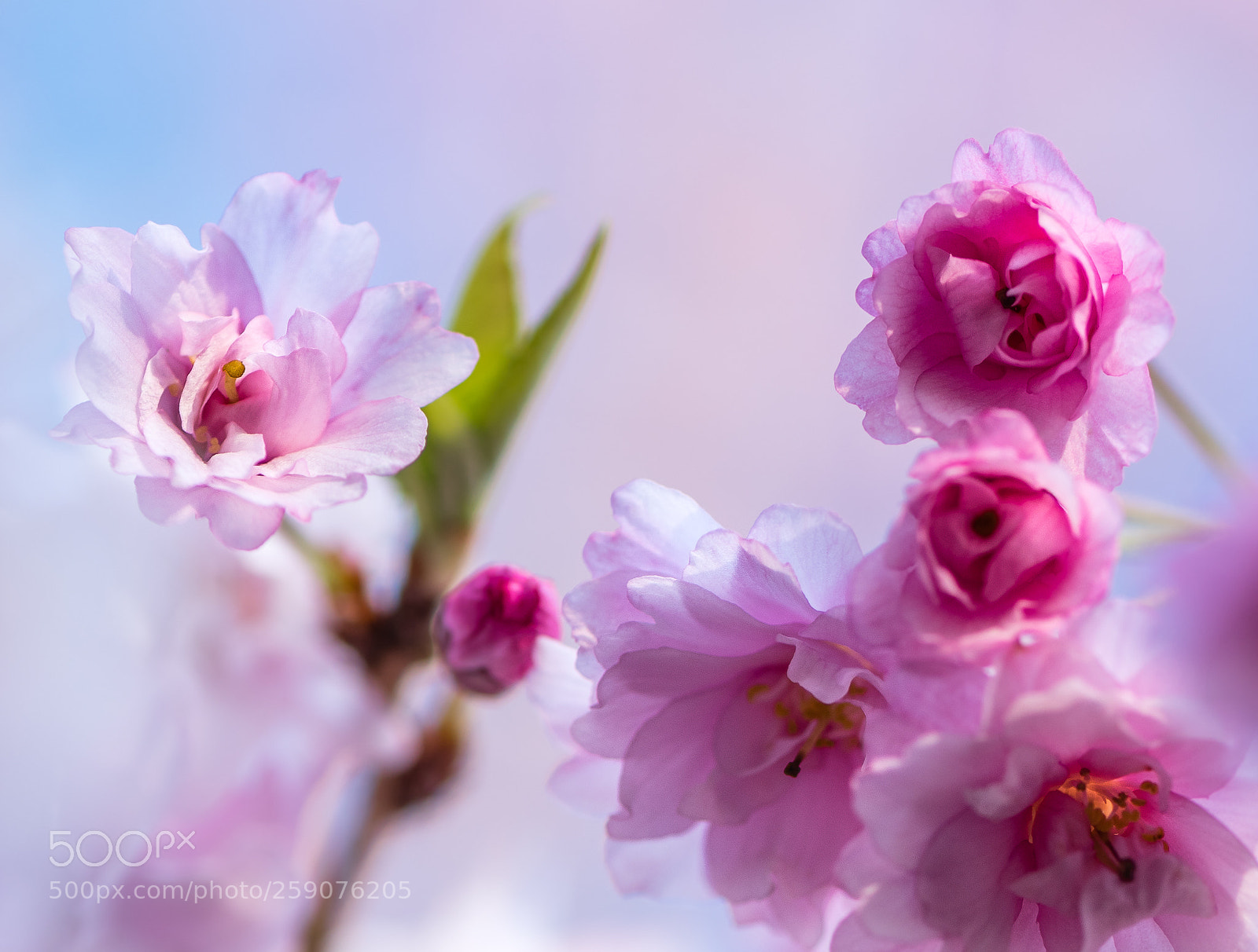 Nikon D500 sample photo. Cherry blossom photography