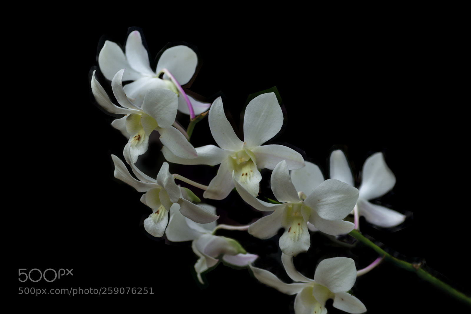 Nikon D7100 sample photo. Orchid #5 photography