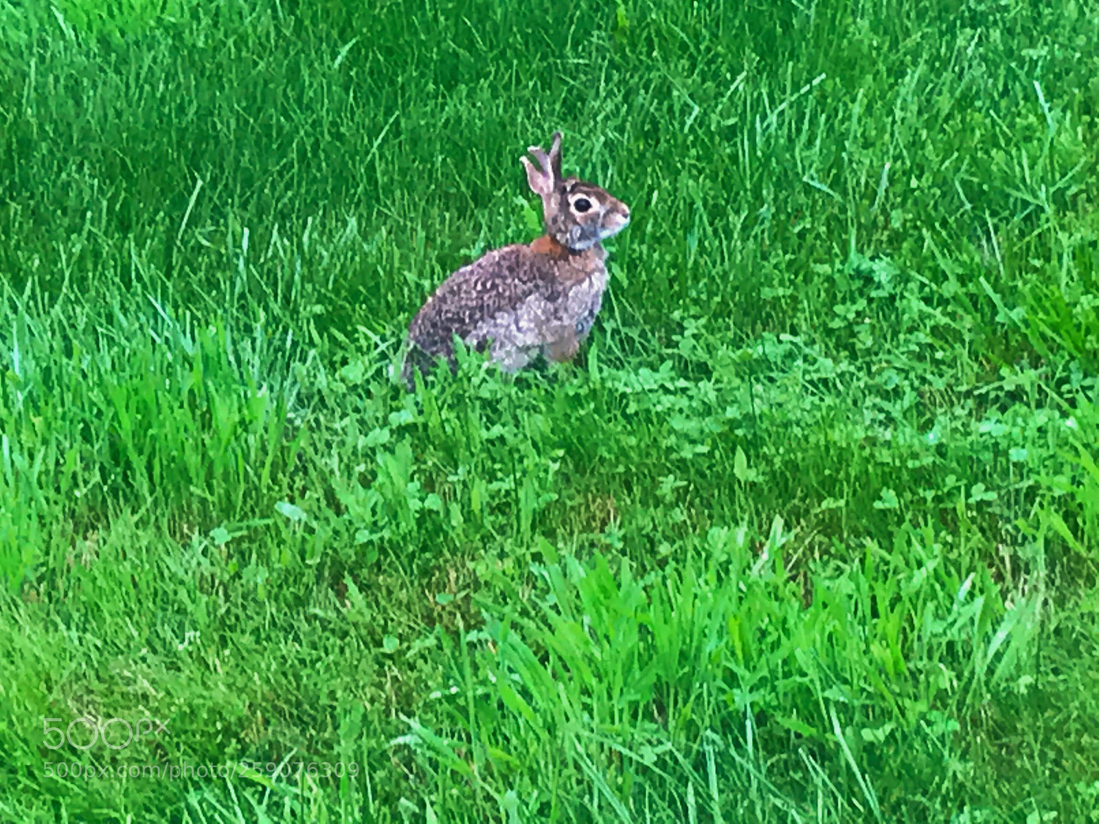 Apple iPhone 7 sample photo. Some bunny to love photography