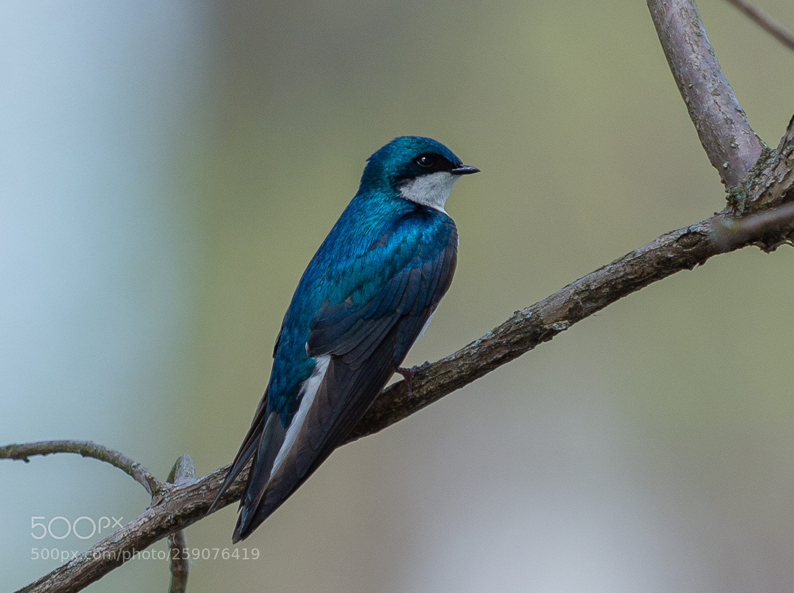 Nikon D610 sample photo. Tree swallow photography